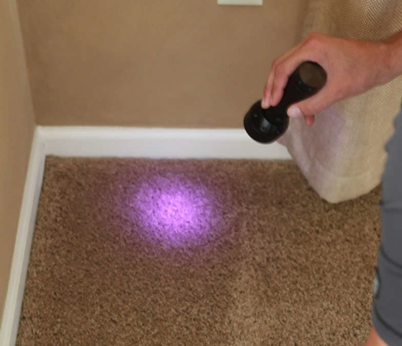 8 ways to improve your carpet cleaning operation
