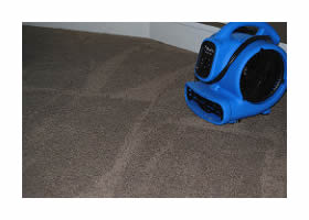 Carpet air mover/blower